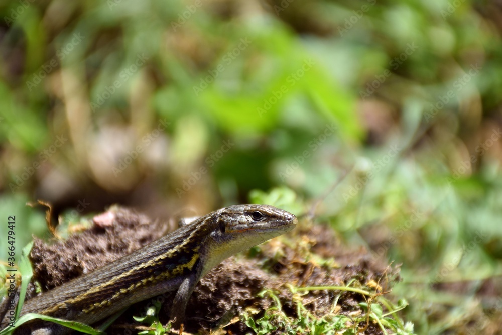 Iberian lizard (Podarcis hispanicus) basking in the sun on the grass. Iberian lizard (Podarcis hispanicus) basking in the sun on the grass.