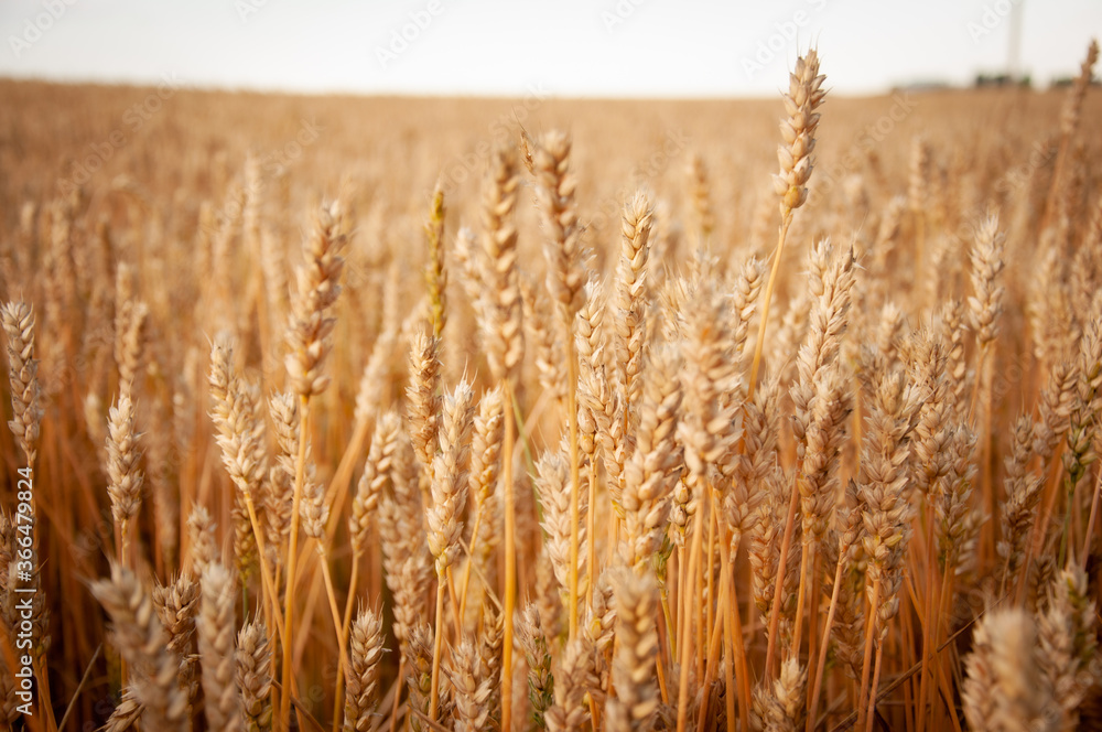 Fototapeta premium Wheat field. Grain field Rural landscape