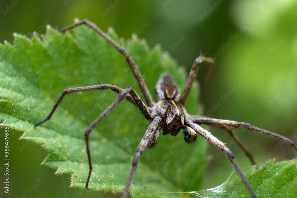Huntsman spider on a leaf close up shot Huntsman spider on a leaf close up shot