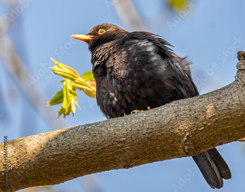 Aufgeplusterte Amsel im Sonnenschein photo