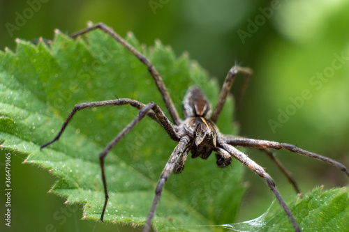 Slika na platnu Huntsman spider on a leaf close up shot