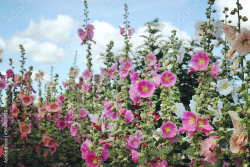 Colourful hollyhocks, or 'Alcea' in bloom over the summer months