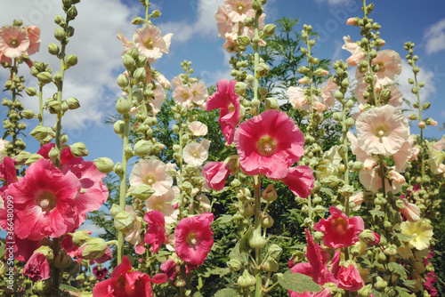 Colourful hollyhocks, or 'Alcea' in bloom over the summer months