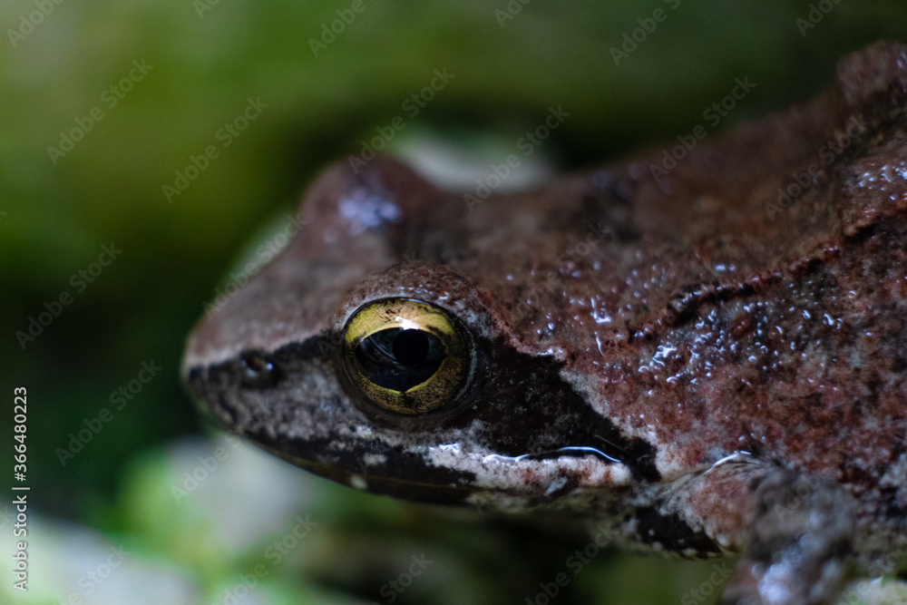 Common brown european frog eye close up shot Common brown european frog eye close up shot