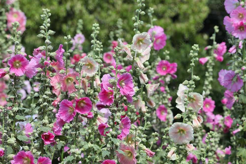 Colourful hollyhocks, or 'Alcea' in bloom over the summer months Colourful hollyhocks, or 'Alcea' in bloom over the summer months