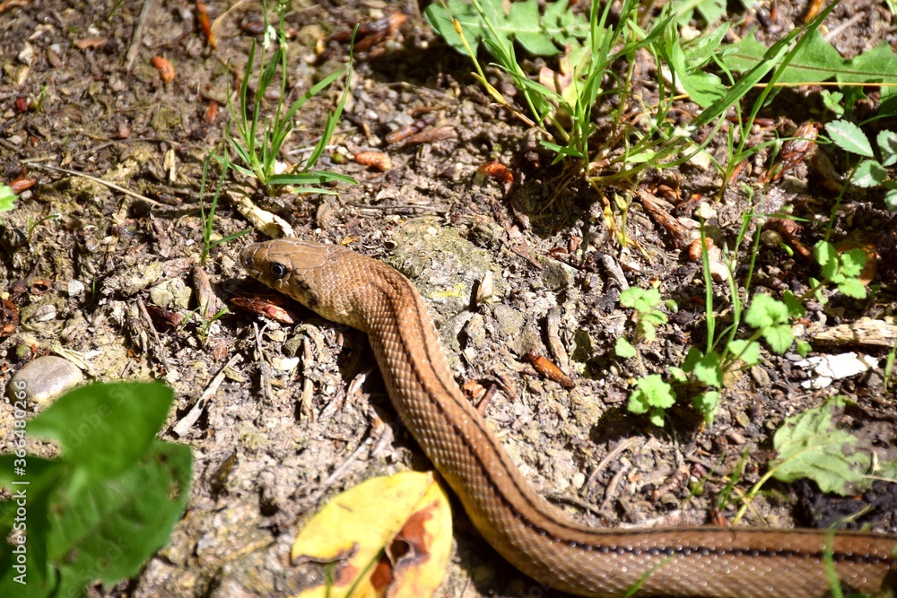 Fototapeta premium Ladder snake head (Rhinechis scalaris). La Rioja, Spain.