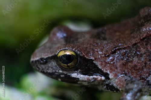 Common brown european frog eye close up shot