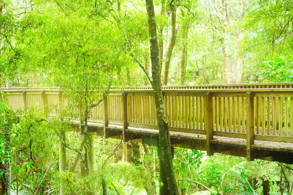 Long wooden footbridge leading through deep forest on a bright day.