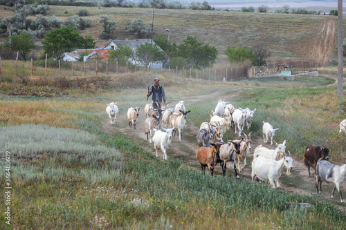 Rural landscape of a shepherd with a herd of goats. A shepherd leads a herd of goats along a path in the steppe zone
