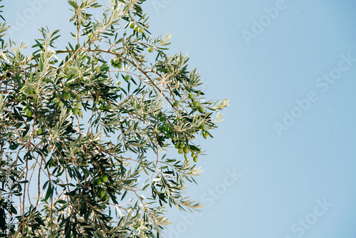 Olive Tree in Greece with VSCO Film Preset Kodak Gold 200 Contrast + - Heavy Film Process