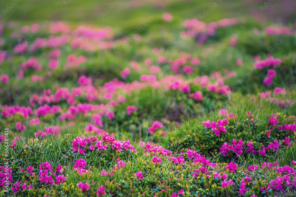 Obraz premium Rhododendron flowers in nature