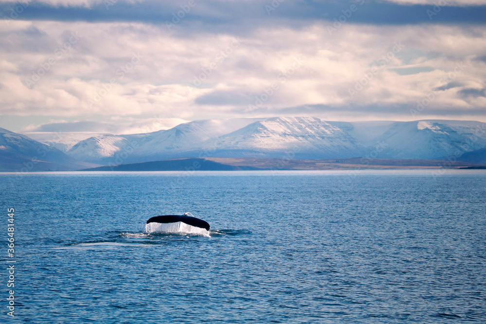 Obraz premium Ballena