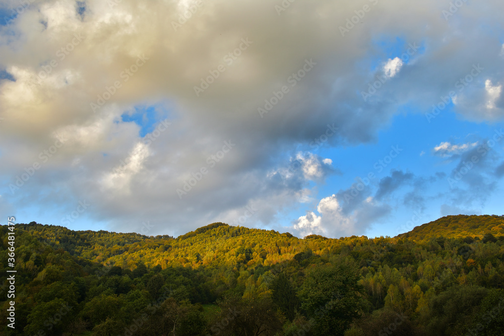 Forest in sunset light, bright colors