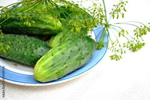 cucumbers  dill  for canning on a plate  isolate  close-up