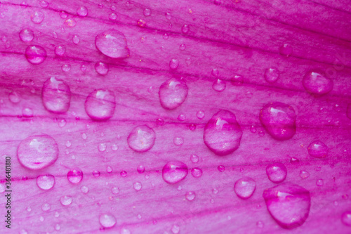 Pink hibiscus flower.