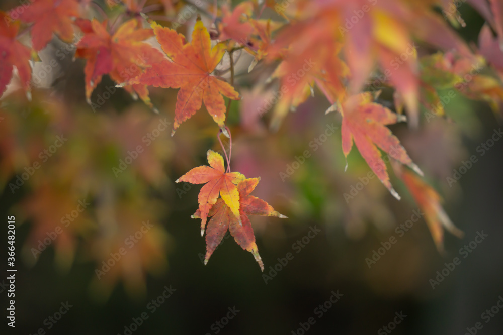 Red and yellow tip Maple leaves are hanging down from the twig looks like star on the colorful bokeh blur background in autumn season Red and yellow tip Maple leaves are hanging down from the twig looks like star on the colorful bokeh blur background in autumn season