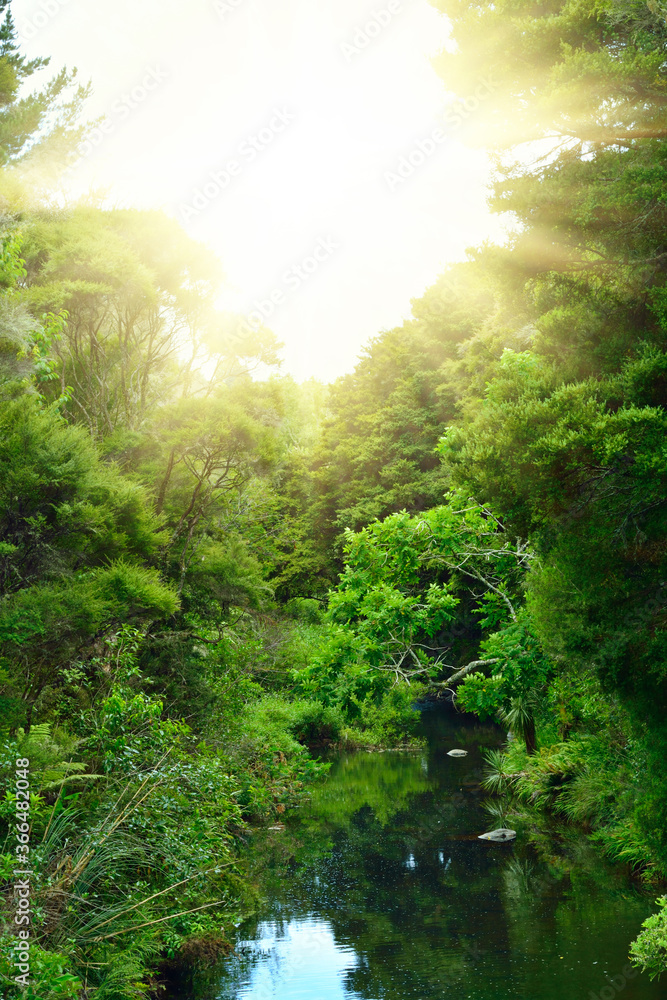 Fototapeta premium Lush trees form a green tunnel over lazy forest river on a fine summer day