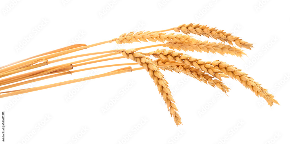 Bunch of ripe wheat ears. Bunch of ripe wheat ears.