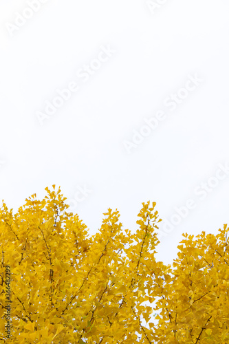 Yellow Ginkgo leaves on the branches are on the white background.