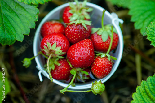 Fresh strawberries in the garden. Organic food. Healthy berries in a bowl. Red fruits.