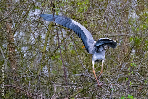 Ein Graureiher hebt einen seiner Flügel photo