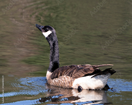 Canadian Geese stock photos. Canadian Geese close-up profile view swimming in the water in its habitat and environment, looking to left side. Image. Picture. Portrait. 