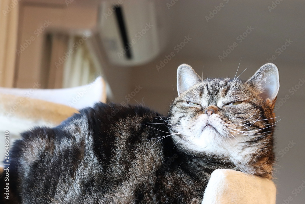 眩しそうに薄目の猫アメリカンショートヘア American Short Hair Of A Dazzling Cat Stock Photo Adobe Stock 眩しそうに薄目の猫アメリカンショートヘア American Short Hair Of A Dazzling Cat Stock Photo Adobe Stock