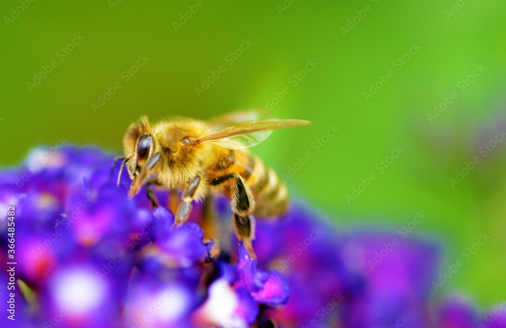 bee on a flower