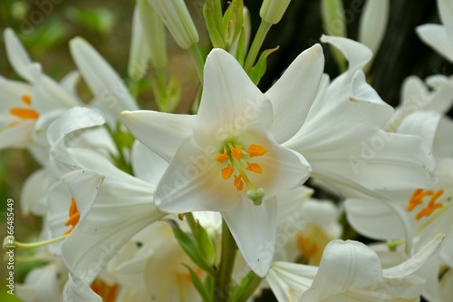 Fototapeta Naklejka Na Ścianę i Meble -  Detail of white lily flowers (Lilium candidum) in garden.