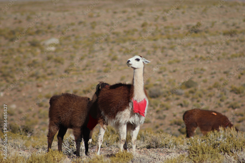 Fototapeta premium Lhamas com enfeites no deserto do Atacama, chile