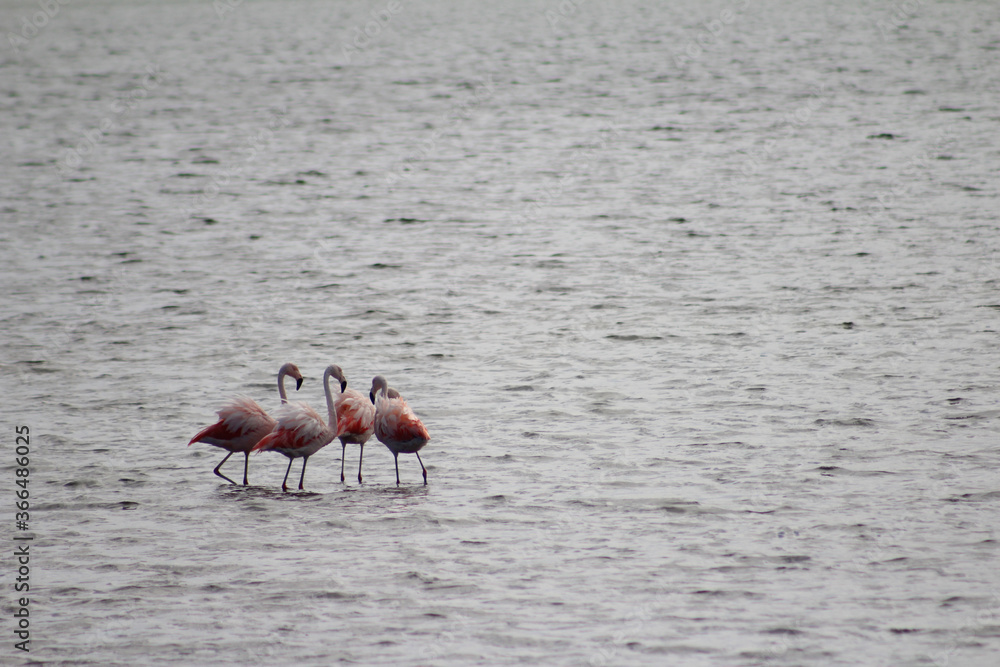 Flamingos no lago 