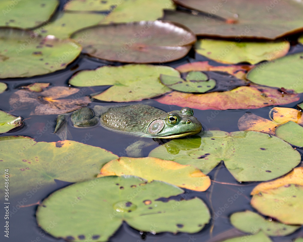 Frog photo stock. Frog sitting on a water lily leaf in the water displaying green body, head, legs, eye in its environment and surrounding. Image. Picture. Portrait. Frog photo stock. Frog sitting on a water lily leaf in the water displaying green body, head, legs, eye in its environment and surrounding. Image. Picture. Portrait.