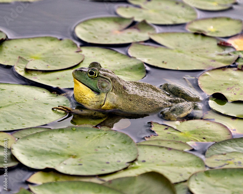 Frog photo stock. Frog sitting on a water lily leaf in the water displaying green body  head  legs  eye in its environment and surrounding  looking to the left side. Image. Picture. Portrait.