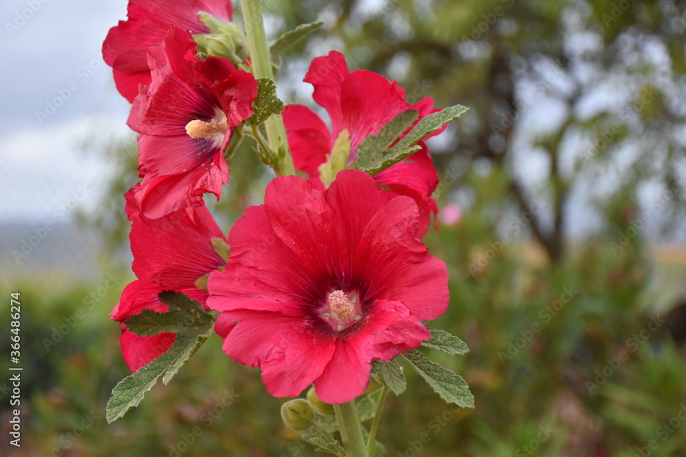 Royal mallow flowers (Alcea rosea), are emollient, expectorant, slightly laxative, demulcent and diuretic. The roots have a diuretic, astringent and demulcent effect.