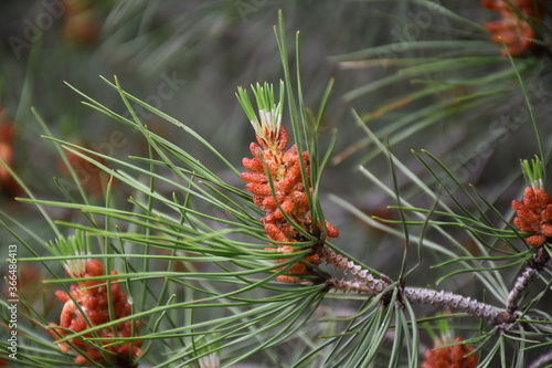 Male pine flower in the foreground. Its flavor is very intense and surprising, a mixture of lemon, resin and pinion, with a bitter point.