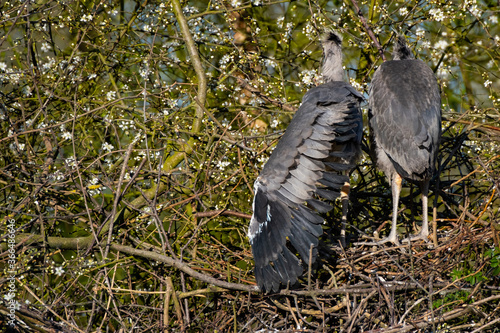 Graureihernachwuchs sitzt in seinem Nest in der Sonne photo