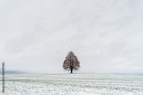 Fotografie A lone tree stands in the middle of a snowy field