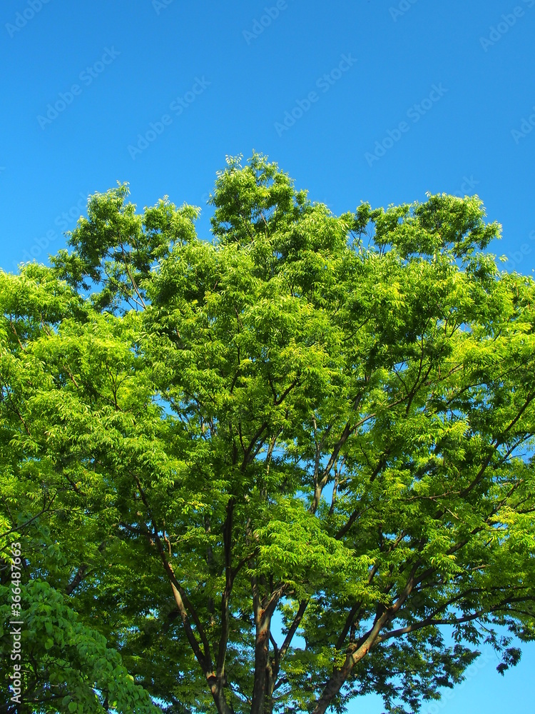 初夏の朝の新緑の欅と青空