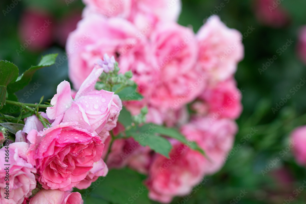 Blooming roses and buds in the home garden. Blooming roses and buds in the home garden.