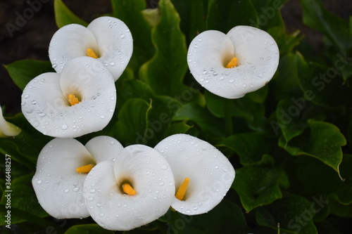 Top view of set of calla flowers (Zantedeschia) with drops of rain water on top.