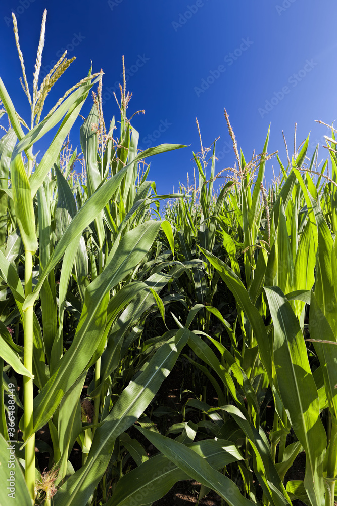 Fototapeta premium sweet green unripe corn