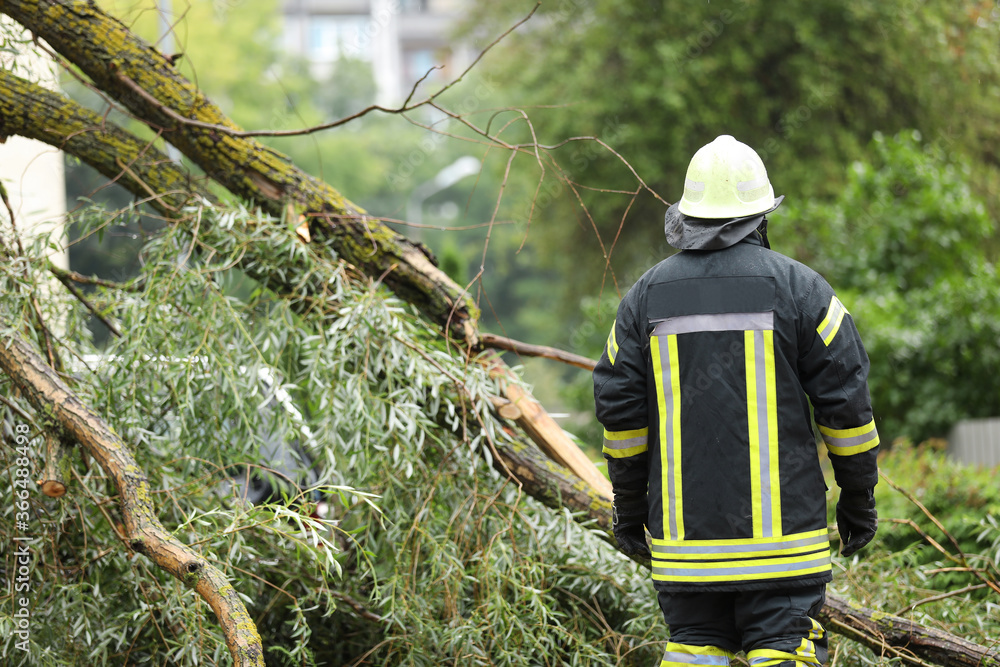 custom made wallpaper toronto digitalfirefighters help clean up the effects of a fallen tree on cars after the storm in a rainy day.