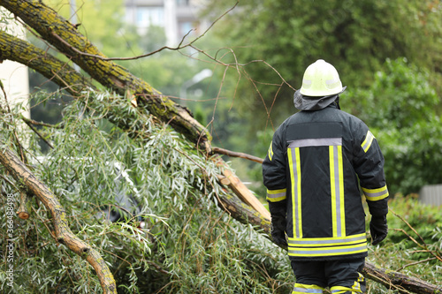 Wallpaper Mural firefighters help clean up the effects of a fallen tree on cars after the storm in a rainy day. Torontodigital.ca