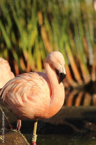 Flamingo rosado no Chile photo