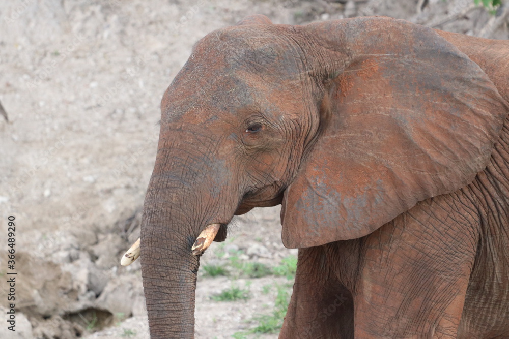 Fototapeta premium African Elephants playing by the Chobe River in Botswana