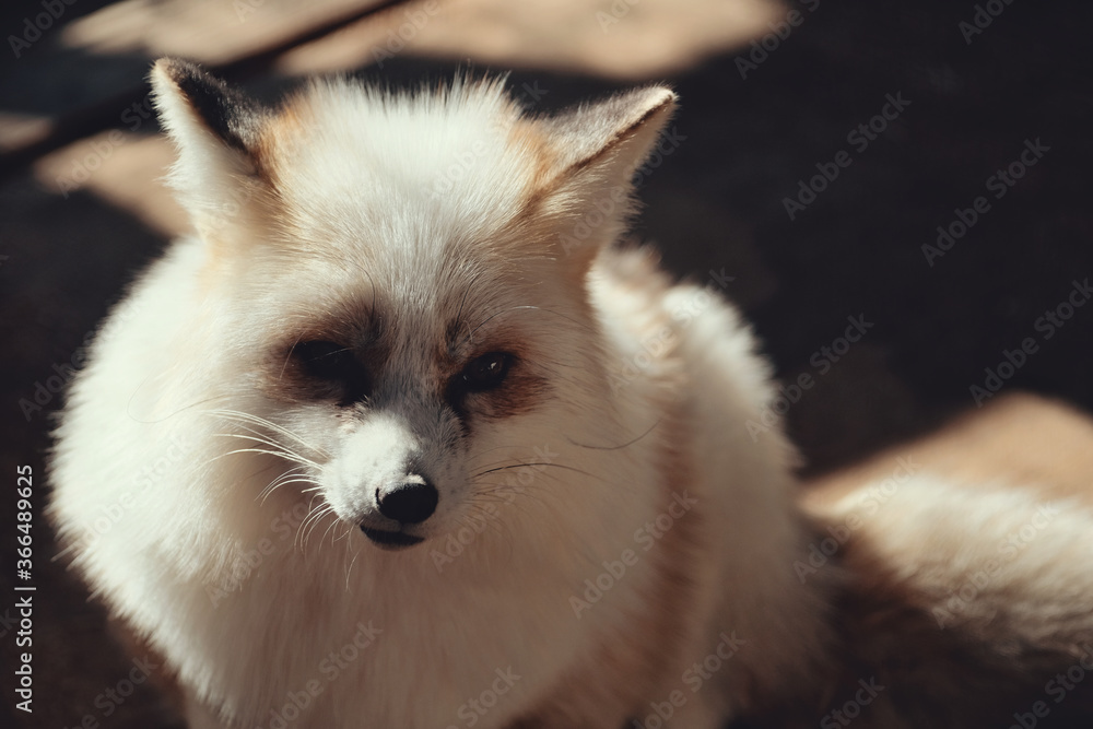Obraz premium Gold Platinum fox, Vulpes vulpes in Zao fox village, Miyagi, Japan.