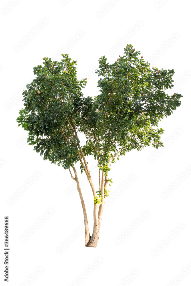 Obraz premium Isolated tropical big tree on white background with clipping path. Suitable for use in advertising and architecture design.