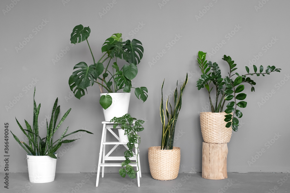 The stylish space is filled with many modern green plants with various pots. Modern home garden composition. Stylish and minimalistic urban jungle interior. Botany home garden