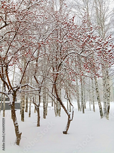 Russian mountain ash in the snow