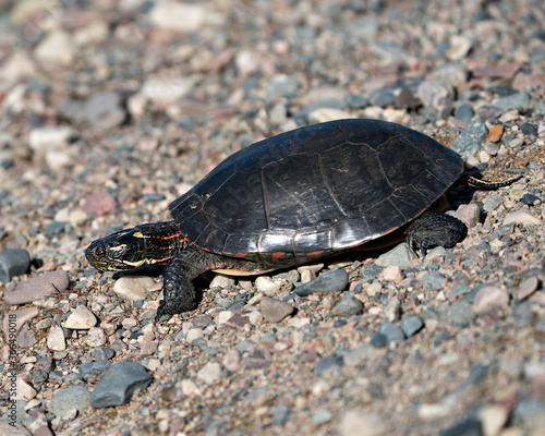 Painted turtle stock photos. Painted turtle close-up profile view on gravel  displaying turtle shell  legs  head in its habitat and environment  looking left side. Picture. Portrait. Image.